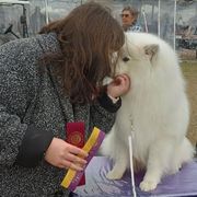 American Eskimo Dogs from Halfmoon Kennel