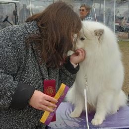 American Eskimo Dogs from Halfmoon Kennel