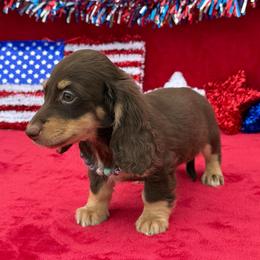 Trinity - Chocolate and cream female Dachshund puppy in Lincoln, Arkansas from Red Dirt Dachshunds