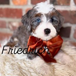 Friedrich - Merle male Bernedoodle puppy in Snohomish, Washington from Refined Doodles