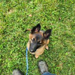 Mint - Mahogany and black female Belgian Tervuren puppy in Merrill, Michigan from Reves Vifs Belgian Shepherds