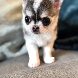 Macho - Silver and white male Chihuahua puppy in Davenport, Florida from Clan Cordovathone