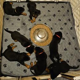 Boy 5 - Black and mahogany male Rottweiler puppy in Merkel, Texas from Stolz Rottweilers von Raiden