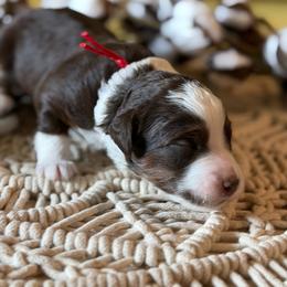 Thyme (red collar) - Red tri-color male Aussiedoodle puppy in Mouth Of Wilson, Virginia from HoneyBunn Doodle Co.