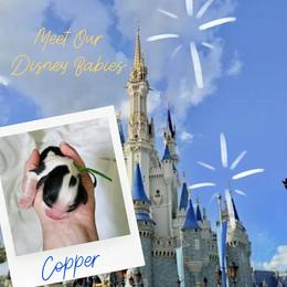 Copper - Tri-color male Cavalier King Charles Spaniel puppy in Salisbury, North Carolina from Nanny Bugs Pups