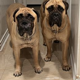 Bullmastiffs from Kristin's Bullmastiffs