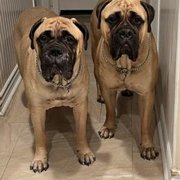 Bullmastiffs from Kristin's Bullmastiffs