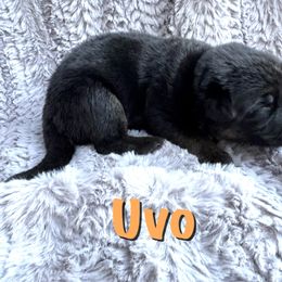 Uvo - Black and red male German Shepherd puppy in Graham, Washington from Wildeflecken Shepherds