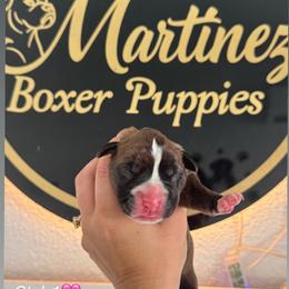 Girl 1 - Brindle female Boxer puppy in Orlando, Florida from Martinez AKC Boxers of Central Florida
