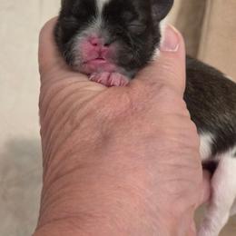 Boy  tri - Brindle male Shih Tzu puppy in Missouri from Farm Animal Mommy Shih tzu's Michalek Dog Breeder