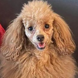 Poodles from Sunflower Breeding