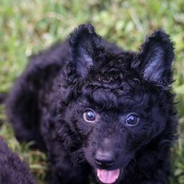 Flinton - Black male Mudi puppy in Gatlinburg, Tennessee from Greenbrier