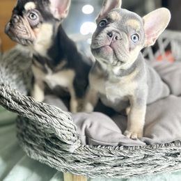 French Bulldog Puppies from Fancy Frenchies