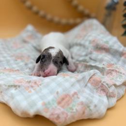 Daisy - Gray and white female Sheepadoodle puppy in Willacoochee, Georgia from Kitandkboodle's Doodles