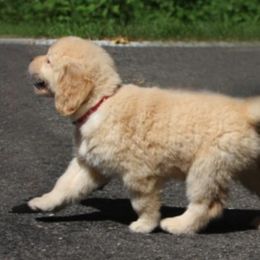 Golden Retriever Puppies from Sky Harbor Golden Retrievers