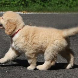 Golden Retriever Puppies from Sky Harbor Golden Retrievers