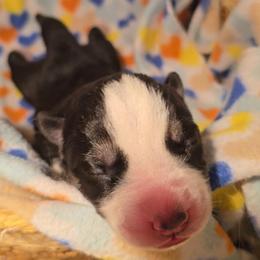 Girl 1 - Black and white female Siberian Husky puppy in Spring Hill, Florida from Whitmore Wolfpack LLC