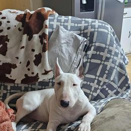 Iris - White black and tan female Bull Terrier puppy in Beech Bluff, Tennessee from Forever Young Bull Terriers