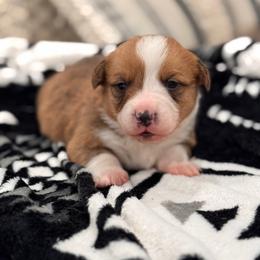 Fig - Red male Pembroke Welsh Corgi puppy in Beggs, Oklahoma from Blue Diamond Corgi’s