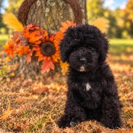 Spyder - male Cavapoochon puppy in Bullard, Texas from Cavapoochon Central LLC