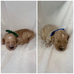 Cream Male (pick #2 of 2) - Cream male Goldendoodle puppy in Kingsville, Missouri from The Bruce Farm
