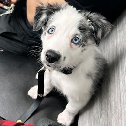 Egg - Blue merle male Border Collie puppy in East Brady, Pennsylvania from Riverwood