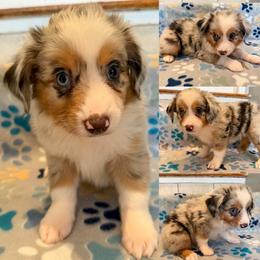 Blue Merle male 3 - Blue merle male Miniature Australian Shepherd puppy in Brooker, Florida from Honey, I Shrunk the Aussies