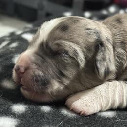 Blaze - Blue merle male Bernedoodle puppy in Petersburg, Michigan from Brittany’s Mini Bernedoodles