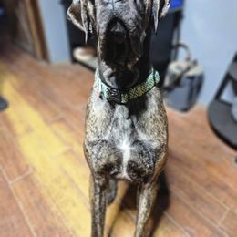 Great Dane All Grown Up from Port Bay Danes