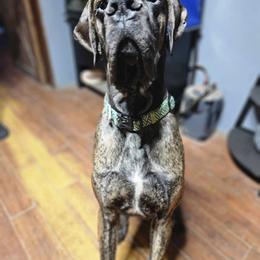 Great Dane All Grown Up from Port Bay Danes