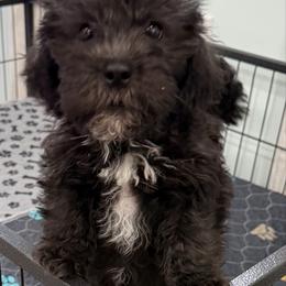 Austin - Black male Shihpoo puppy in Colonial Beach, Virginia from BeachRidge Pups