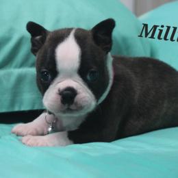 Millie - Brindle and white female Boston Terrier puppy in Brooksville, Florida from Delamorés Pups