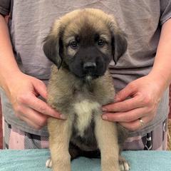 Apeliotes - Gray fawn female Anatolian Shepherd Dog puppy in Rapid River, Michigan from Echolight Australian Shepherds