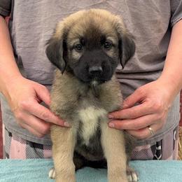 Apeliotes - Gray fawn female Anatolian Shepherd Dog puppy in Rapid River, Michigan from Echolight Australian Shepherds