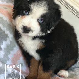 Miniature Australian Shepherd and Toy Australian Shepherd Puppies from Bar C Toy & Mini Aussies