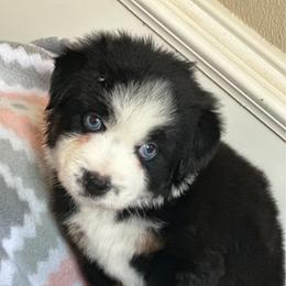 Miniature Australian Shepherd and Toy Australian Shepherd Puppies from Bar C Toy & Mini Aussies