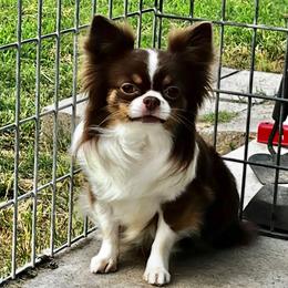 Indigo - Chihuahua