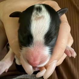 Girl 3 - Black and white female Border Collie puppy in Bryantown, Maryland from Bellaclan Border Collies