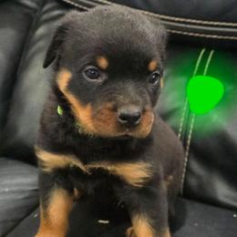 Boy 4 - Black and mahogany male Rottweiler puppy in San Antonio, Texas from HAUS OF RZA