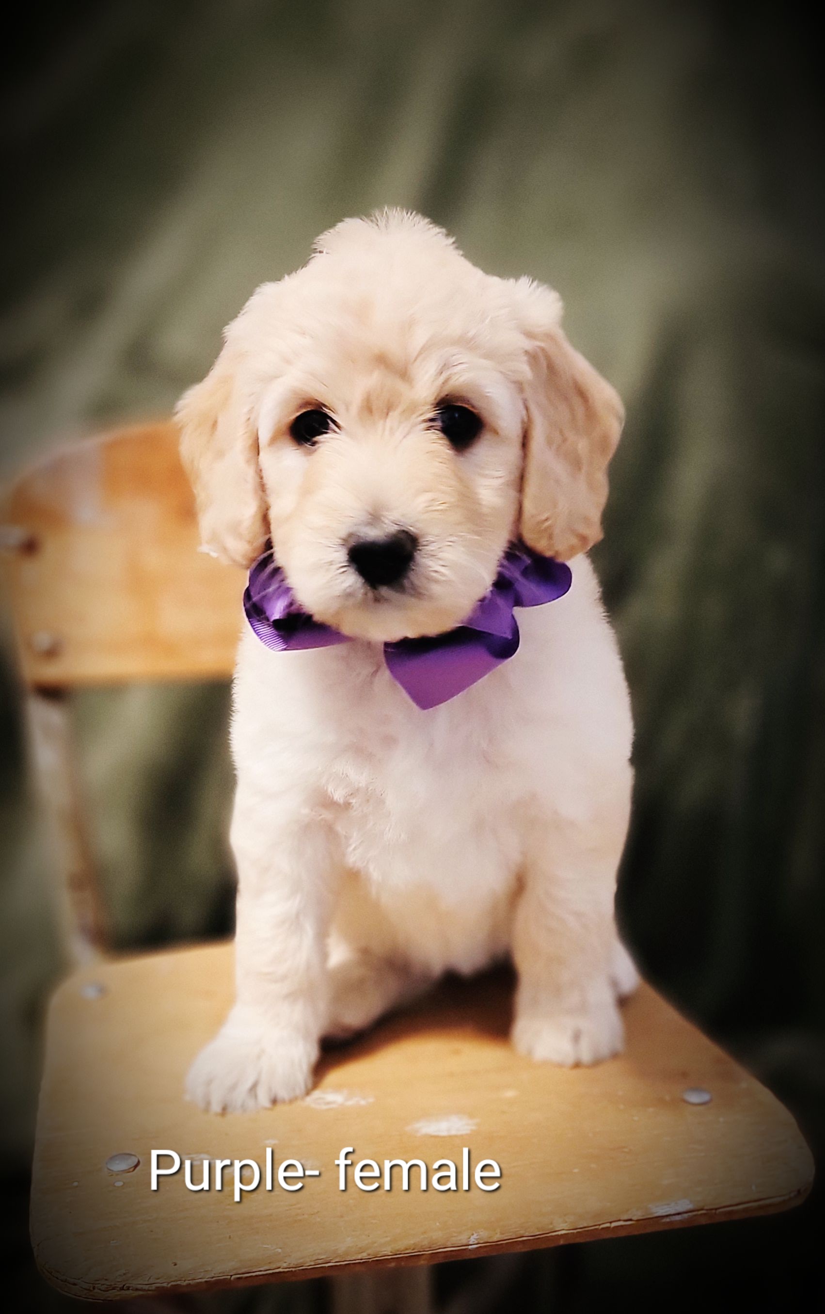 Goldendoodle Puppies from Barkley Lane Doodles
