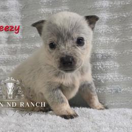 Sneezy - Blue male Australian Cattle Dog puppy in Silsbee, Texas from Rockin ND Ranch