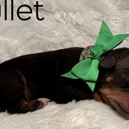American Hairless Terriers and Great Danes from Black Tie Danes and Sleek Society AHT