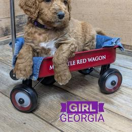 Georgia - Red  female Goldendoodle puppy in Cambridge, Minnesota from Country Meadow Doodles