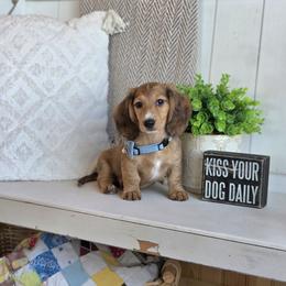 AKC Meet Duke :) - Dapple male Dachshund puppy in Centerville, Iowa from Barnyard Dachshunds, Dals & Doodles