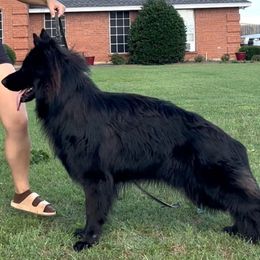 Quite Riot Vom Kohlerhaus - Black male German Shepherd puppy in Crowley, Texas from Kohlerhaus German Shepherds