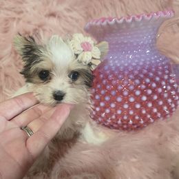 Milan - Parti female Yorkshire Terrier puppy in Lebanon, Kentucky from Mosaic Merle Doodles