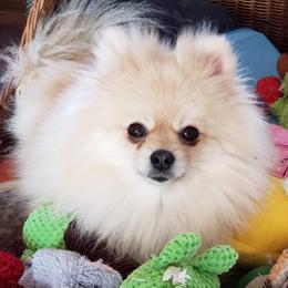 Della - Pomeranian