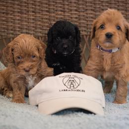 "Rain, Blossom, and Lake" Australian Labradoodle Puppies from Forever Friends Labradoodles