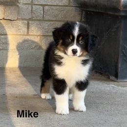 Mike - Black tri male Miniature American Shepherd puppy in Florseville, Texas from Ashber Farm