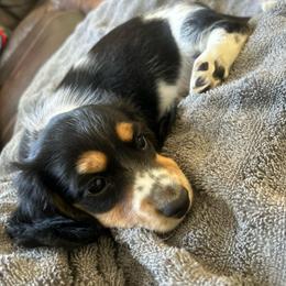 Snickers AKC - Black and tan male Dachshund puppy in Marseilles, Illinois from Zacha’s Doxie House